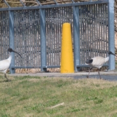 Threskiornis molucca at Gordon, ACT - 23 Aug 2023 12:49 PM