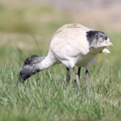 Threskiornis molucca at Gordon, ACT - 23 Aug 2023