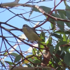 Pardalotus punctatus (Spotted Pardalote) at Point Hut Pond - 23 Aug 2023 by RodDeb