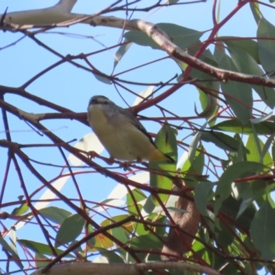 Pardalotus punctatus (Spotted Pardalote) at Gordon, ACT - 23 Aug 2023 by RodDeb