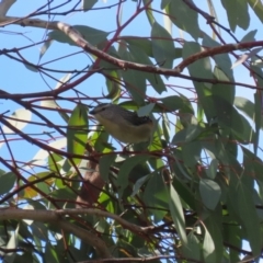 Pardalotus punctatus at Gordon, ACT - 23 Aug 2023