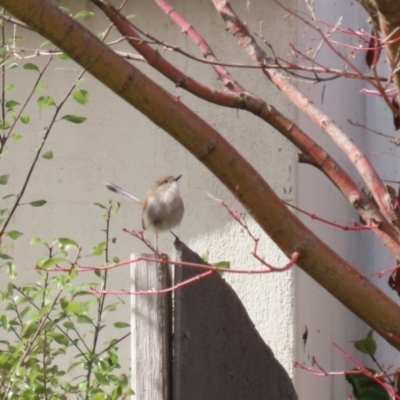 Malurus cyaneus (Superb Fairywren) at Point Hut Pond - 23 Aug 2023 by RodDeb