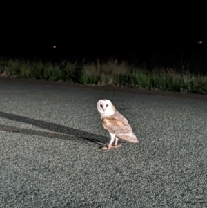 Tyto alba at Hay South, NSW - 21 Aug 2023 07:42 PM