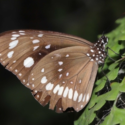 Euploea corinna (Common Crow Butterfly, Oleander Butterfly) at Capalaba, QLD - 23 Aug 2023 by TimL