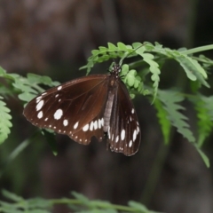 Euploea corinna at Capalaba, QLD - 23 Aug 2023 12:19 PM