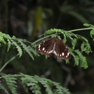 Euploea corinna at Capalaba, QLD - 23 Aug 2023 12:19 PM