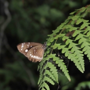 Euploea corinna at Capalaba, QLD - 23 Aug 2023 12:19 PM