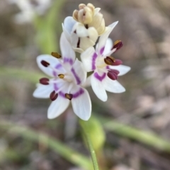 Wurmbea dioica subsp. dioica (Early Nancy) at Mount Majura - 23 Aug 2023 by waltraud