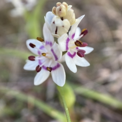 Wurmbea dioica subsp. dioica (Early Nancy) at Mount Majura - 23 Aug 2023 by waltraud
