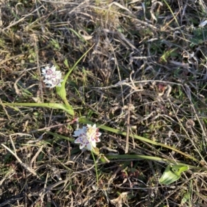 Wurmbea dioica subsp. dioica at Majura, ACT - 23 Aug 2023