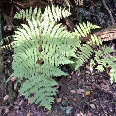 Histiopteris incisa (Bat's-Wing Fern) at Ben Boyd National Park - 17 Aug 2023 by plants