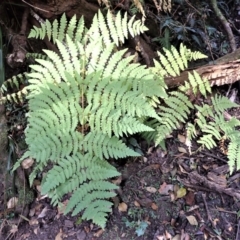 Histiopteris incisa (Bat's-Wing Fern) at Eden, NSW - 17 Aug 2023 by plants