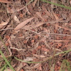 Calyptorhynchus lathami lathami (Glossy Black-Cockatoo) at Ben Boyd National Park - 17 Aug 2023 by plants