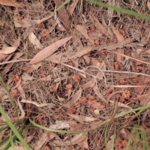 Calyptorhynchus lathami lathami at Eden, NSW - suppressed