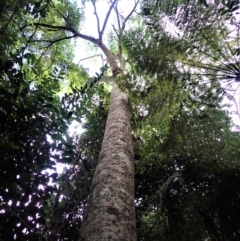 Polyscias murrayi (pencil cedar) at Eden, NSW - 17 Aug 2023 by plants