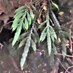 Blechnum patersonii subsp. patersonii (Strap Water Fern) at Eden, NSW - 17 Aug 2023 by plants