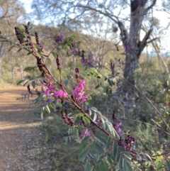 Indigofera australis subsp. australis (Australian Indigo) at Mount Majura - 23 Aug 2023 by waltraud