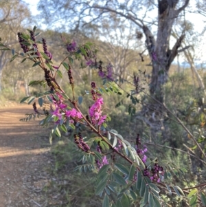 Indigofera australis subsp. australis at Majura, ACT - 23 Aug 2023 03:56 PM