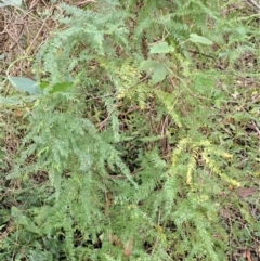 Asparagus scandens at Eden, NSW - 17 Aug 2023