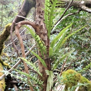 Microsorum scandens at Eden, NSW - 17 Aug 2023 03:21 PM