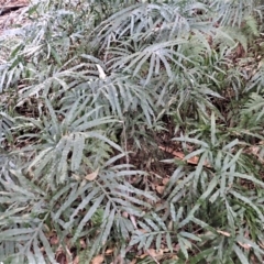 Pteris umbrosa (Jungle Brake) at Eden, NSW - 17 Aug 2023 by plants