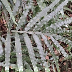 Pteris umbrosa at Eden, NSW - 17 Aug 2023