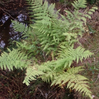 Pteris tremula (Tender Brake) at Ben Boyd National Park - 18 Aug 2023 by plants