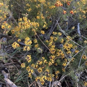 Dillwynia sp. Yetholme (P.C.Jobson 5080) NSW Herbarium at Hackett, ACT - 23 Aug 2023