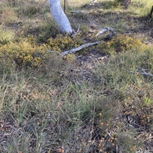 Dillwynia sp. Yetholme (P.C.Jobson 5080) NSW Herbarium at Hackett, ACT - 23 Aug 2023