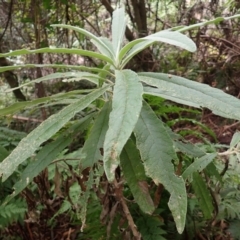Bedfordia arborescens (Blanket Bush) at Nadgee Nature Reserve - 17 Aug 2023 by plants
