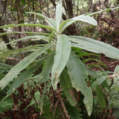 Bedfordia arborescens (Blanket Bush) at Nadgee Nature Reserve - 17 Aug 2023 by plants