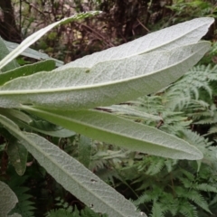 Bedfordia arborescens at Nadgee, NSW - 18 Aug 2023