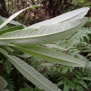 Bedfordia arborescens at Nadgee, NSW - 18 Aug 2023