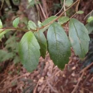 Fieldia australis at Nadgee, NSW - 18 Aug 2023 09:27 AM