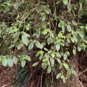 Fieldia australis at Nadgee, NSW - 18 Aug 2023