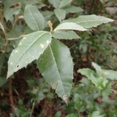 Olearia argophylla (Native Musk) at Nadgee, NSW - 18 Aug 2023 by plants