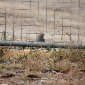 Callocephalon fimbriatum at Broulee, NSW - 24 Aug 2023