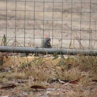 Callocephalon fimbriatum (Gang-gang Cockatoo) at Broulee, NSW - 24 Aug 2023 by Gee