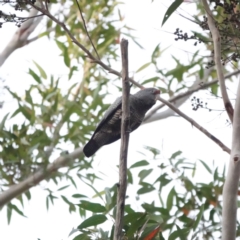 Callocephalon fimbriatum at Broulee, NSW - 24 Aug 2023