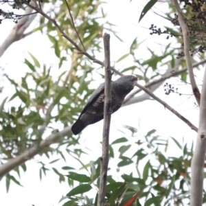 Callocephalon fimbriatum at Broulee, NSW - suppressed