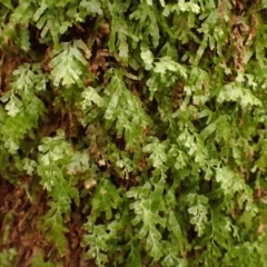 Polyphlebium venosum (Veined Bristle-fern) at Nadgee, NSW - 17 Aug 2023 by plants