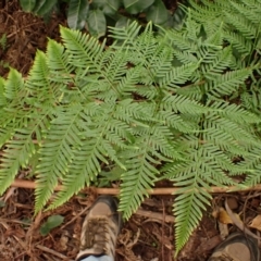 Pteris tremula (Tender Brake) at Nadgee, NSW - 18 Aug 2023 by plants