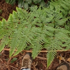 Pteris tremula (Tender Brake) at Nadgee, NSW - 17 Aug 2023 by plants