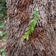 Tmesipteris ovata (Oval Fork Fern) at Nadgee, NSW - 18 Aug 2023 by plants