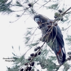 Calyptorhynchus lathami lathami (Glossy Black-Cockatoo) at Broulee Moruya Nature Observation Area - 19 Aug 2023 by Gee