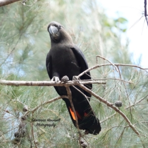 Calyptorhynchus lathami lathami at Broulee, NSW - 19 Aug 2023