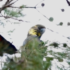 Calyptorhynchus lathami at Broulee, NSW - 19 Aug 2023