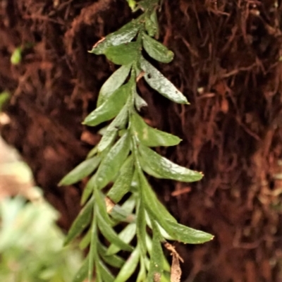 Tmesipteris parva (Small Fork Fern) at Nadgee Nature Reserve - 17 Aug 2023 by plants