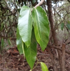 Parsonsia straminea (Common Silkpod) at Nadgee, NSW - 18 Aug 2023 by plants