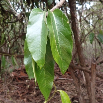 Parsonsia straminea (Common Silkpod) at Nadgee State Forest - 18 Aug 2023 by plants